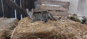 Mooie kittens te koop beschikbaar voor biedingen