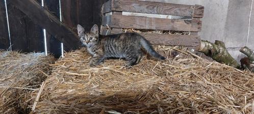 Mooie kittens te koop, Dieren en Toebehoren, Katten en Kittens | Overige Katten
