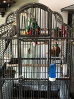 Valkparkiet 2, Dieren en Toebehoren, Mannelijk, Tam