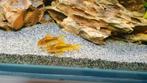Corydoras goldstripe  €6.50 per stuk, Vis, Zoetwatervis, Schoolvis