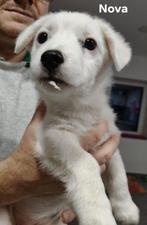 Nova 10 januari in Nederland, Dieren en Toebehoren, Honden | Niet-rashonden, Particulier, Rabiës (hondsdolheid), 15 weken tot 1 jaar