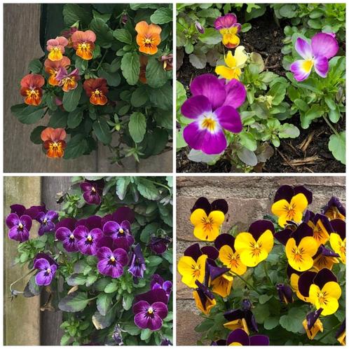 Zaden viooltjes mix klein, Tuin en Terras, Bloembollen en Zaden, Zaad, Voorjaar, Volle zon, Ophalen of Verzenden
