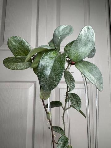 Hoya carnosa nova ghost met peduncle beschikbaar voor biedingen