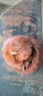 Schattige baby eekhoorn in slaapstand, Ophalen