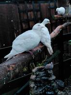 WITTE TORTELDUIFJES, Dieren en Toebehoren, Vogels | Overige Vogels, Meerdere dieren