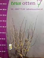 Toverhazelaar Hamamelis leverbaar in 3 kleuren tot 150 cm., Overige soorten, Ophalen of Verzenden, Struik, 100 tot 250 cm