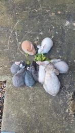 Nederlandse Dwerg Hangoor Konijntjes te Koop!, Dieren en Toebehoren, Konijnen, Meerdere dieren, Dwerg, Hangoor, 0 tot 2 jaar