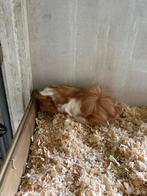 Te koop jonge peruvian beertje, Dieren en Toebehoren, Knaagdieren, Cavia, Mannelijk, Mei, Tam