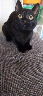 Gratis kater 5 maand oud, Dieren en Toebehoren, Katten en Kittens | Overige Katten, Kater, 0 tot 2 jaar