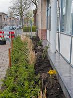 Lonicera nitida Struikkamperfoelie groenblijvend., Tuin en Terras, Ophalen