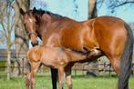 Superlieve mensgerichte 9 jarige fokmerrie, Dieren en Toebehoren, Paarden, Merrie, Dressuurpaard, 0 tot 2 jaar