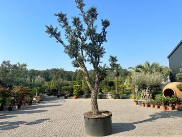 Kurkeik ( Quercus suber ) exclusief stamomtrek 80/100 cm  beschikbaar voor biedingen