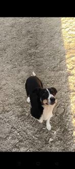 Gezocht dekreu, Teef, Eén hond, 3 tot 5 jaar, Nederland