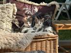 Nog 3 kittens te koop – geboren begin april, Dieren en Toebehoren, Katten en Kittens | Overige Katten, Poes