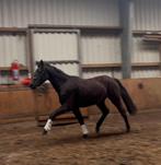 Goed bewegende brave merrie, Dieren en Toebehoren, Paarden, Merrie, Dressuurpaard, Ontwormd, 3 tot 6 jaar