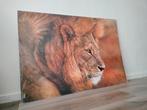 Poster Leeuw wild life 70x100, Ophalen
