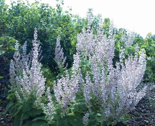 Scharlei, Tuin en Terras, Planten | Tuinplanten, Overige soorten, Volle zon, Zomer, Ophalen of Verzenden