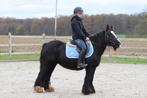 Mooie brede irish cob, Merrie, Zadelmak, 3 tot 6 jaar, C pony (1.27m tot 1.37m)