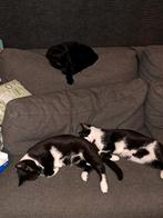 Lief katje te koop, Kater