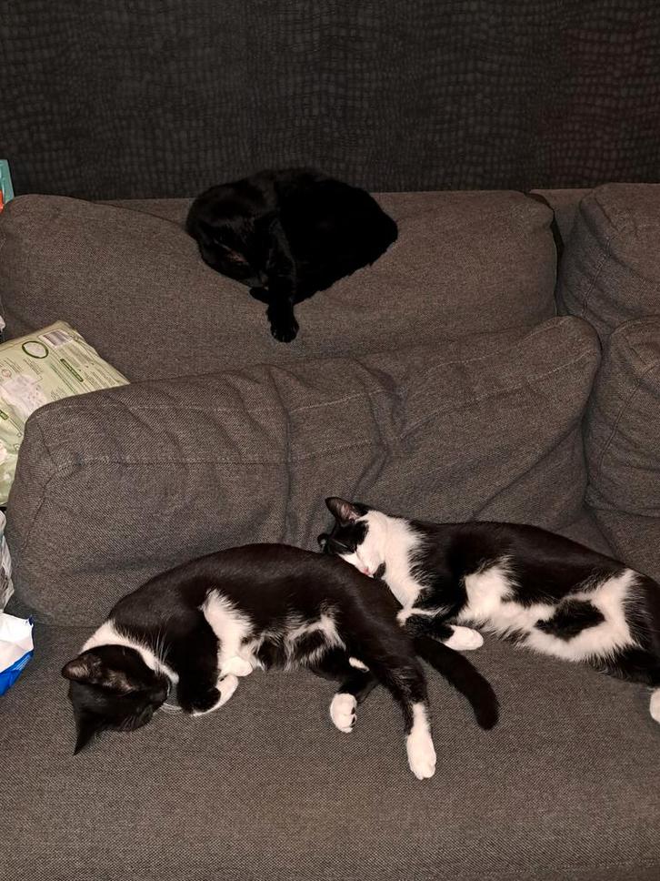 Lief katje te koop, Dieren en Toebehoren, Katten en Kittens | Overige Katten, Kater