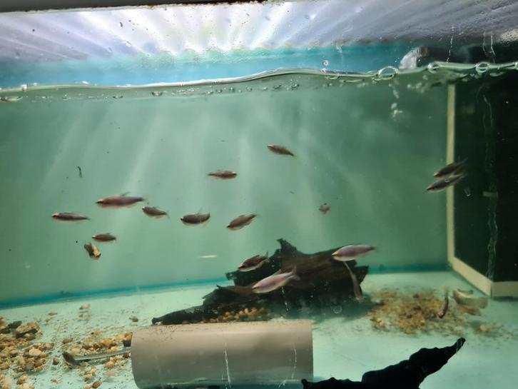 Inpaichthys kerri super blue, blauwe keizertetra, Dieren en Toebehoren, Vissen | Aquariumvissen, Zoetwatervis, Vis