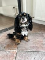 Oppas/opvang gezocht, Dieren en Toebehoren, Ophalen of Verzenden