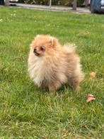 pomeriaan pup, Dieren en Toebehoren, Honden | Chihuahua's en Gezelschapshonden, Particulier, Rabiës (hondsdolheid), 8 tot 15 weken