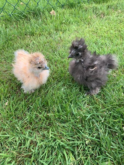 Usa zijdehoen hennen🐥 6wk geent 💯 % hen garantie ✅, Dieren en Toebehoren, Pluimvee, Kip, Vrouwelijk