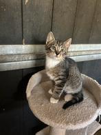 Nog 1 katertje beschikbaar, Dieren en Toebehoren, Katten en Kittens | Overige Katten, Kater, Kortharig, 0 tot 2 jaar