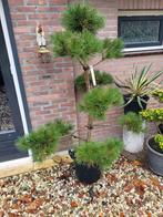 Pinus sylvestris vormsnoei, Bloeit niet, Overige soorten, Minder dan 100 cm, Ophalen