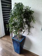 Kunstplant, Ophalen, Gebruikt