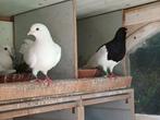 Te koop 10 sierduiven, Dieren en Toebehoren, Meerdere dieren