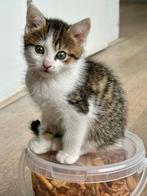 Kittens, Dieren en Toebehoren, Meerdere dieren, Kortharig, 0 tot 2 jaar