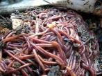 Compost/tijgerwormen voor je wormen hotel of compostbak, Tuin en Terras, Aarde en Mest, Ophalen of Verzenden