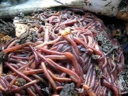 Compost/tijgerwormen voor je wormen hotel of compostbak, Tuin en Terras, Aarde en Mest, Ophalen of Verzenden
