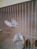 Te Koop mooie kanaries, Dieren en Toebehoren, Vogels | Kanaries, Meerdere dieren, Kleurkanarie