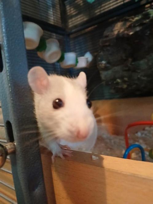 4 tamme dwergratjes mannen, Dieren en Toebehoren, Knaagdieren, Mannelijk, Rat, December, Tam