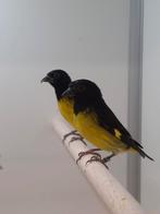 1-1 Geelbuik sijsen, Meerdere dieren, Tropenvogel, Geringd