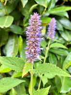 Biologische Dropplant / Agastache foeniculum, Ophalen, Volle zon, Vaste plant, Kruiden