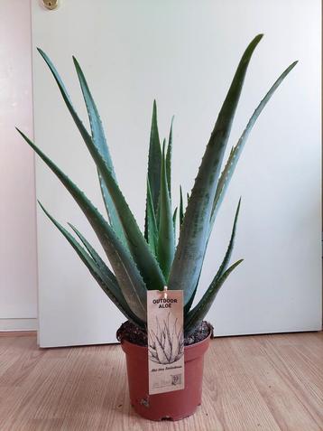 XL Aloe Vera ‘Barbadensis’ - Aloë Vera / Vetplant H: 65 cm. beschikbaar voor biedingen