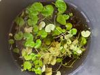 Aquariumplant Braziliaanse klimop, Dieren en Toebehoren, Vissen | Aquaria en Toebehoren, Zo goed als nieuw, Ophalen