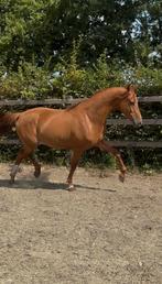 5jarige Furst Step Valentin dressuurmerrie, Dieren en Toebehoren, Paarden, Merrie, Dressuurpaard, Zadelmak, 3 tot 6 jaar