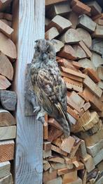 Prachtige opgezette Uil!, Verzamelen, Dierenverzamelingen, Ophalen of Verzenden, Zo goed als nieuw, Vogel, Opgezet dier