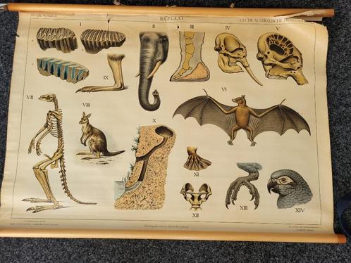 IN DE RIMBOE – UIT DE AUSTRALISCHE DIERENWERELD, Antiek en Kunst, Antiek | Schoolplaten, Natuur en Biologie, Ophalen