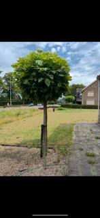 2x Catalpa Bolboom - Prachtige Boom!, Tuin en Terras, Planten | Bomen, 100 tot 250 cm, Zomer, Ophalen, Volle zon