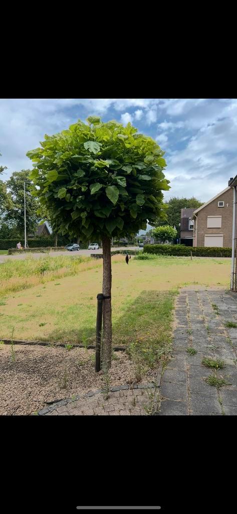 2x Catalpa Bolboom - Prachtige Boom!, Tuin en Terras, Planten | Bomen, Bolboom, 100 tot 250 cm, Volle zon, Zomer, Ophalen