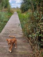 Prachtige jonge hond, Dieren en Toebehoren, 15 weken tot 1 jaar, Reu, CDV (hondenziekte), Eén hond