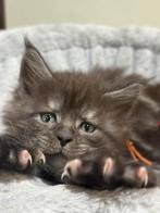 Maine Coon kittens met stamboom & garantiecontract 2 poesjes, Meerdere dieren, Gechipt, 0 tot 2 jaar