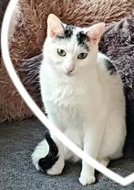 Nieuw baasje gezocht voor onze poes Snowy, Dieren en Toebehoren, Katten en Kittens | Overige Katten, Poes, 3 tot 5 jaar