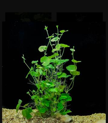 Hydrocotyle leucocephala (braziliaanse klimop) beschikbaar voor biedingen